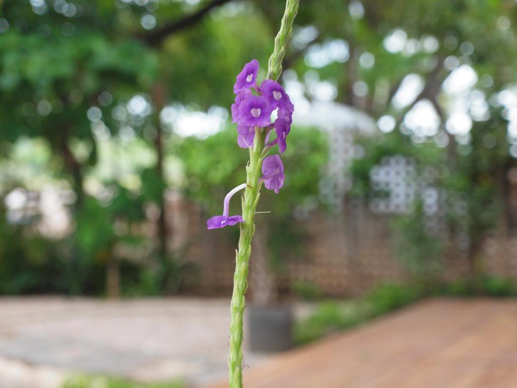 Hotel Casa Blanca Tamarindo Luaran gambar